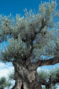 Olívaolaj-Spanyolország folyékony aranya (x)