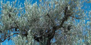 Olívaolaj-Spanyolország folyékony aranya (x)