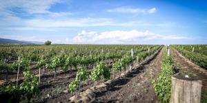 Kiváló borokat ígér a mátrai szüret - Szerencsés szezonban bíznak a régió borászai