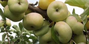  Hogy kerül az alma az asztalra? - A gyümölcsfajták útja 5 lépésben